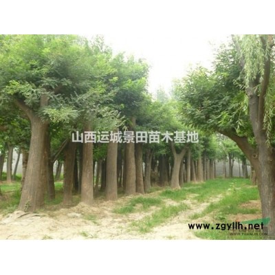 紧急占地50公分白皮松·紧急处理50公分占地白皮松50公分