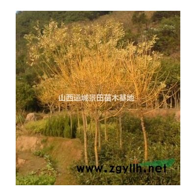 8公分挂果山楂树图片·挂果山楂树10公分价格·挂果山楂树详情