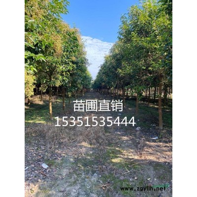 大小规格水杉基地 江苏水杉低价批发