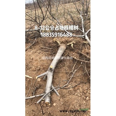 供应山西地区8-10公分山桃，9公分山桃产地价格