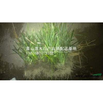 浙江萧山直销供应花石榴自产