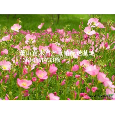 萧山：色块小苗 小毛球 球类柱类 各类花灌木 水生地被 竹子