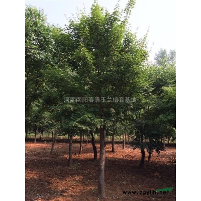 河南地区供应3-50公分木瓜