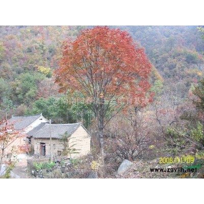 河南南阳供应20-80公分皂角