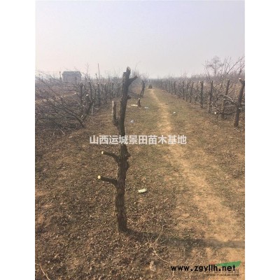 3公分红叶李多少钱？3公分红叶李价格4公分红叶李价格5公分红