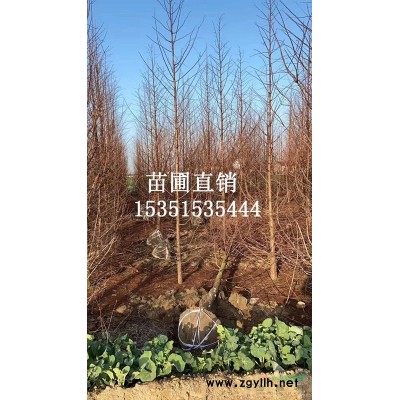 特供水杉 东台苗木 江苏水杉基地 水杉价格