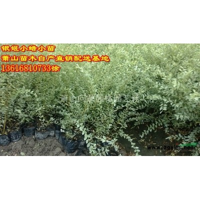 浙江地区供应无刺构骨球直销