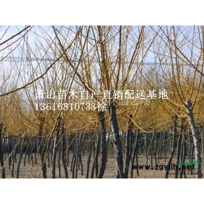 海桐球浙江萧山供应