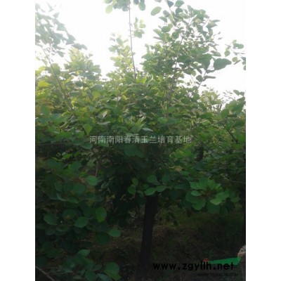 河南地区供应10-35公分白玉兰（红黄紫）玉兰