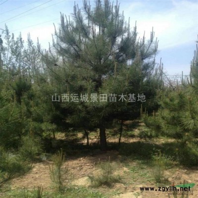 *红叶李*新价格3公分5公分7公分8公分红叶李*新价格信息