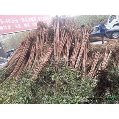 现在3公分红叶李价格·3-6公分红叶李现在价格占地红叶李图片