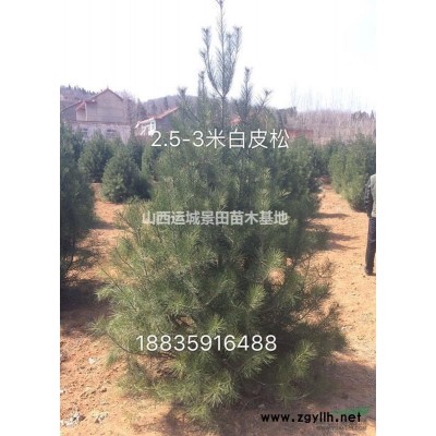 侧柏价格多少钱？高度4米侧柏，4米5侧柏，5米侧柏价格