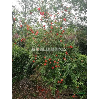 浙江地区小叶女贞 水蜡直销供应