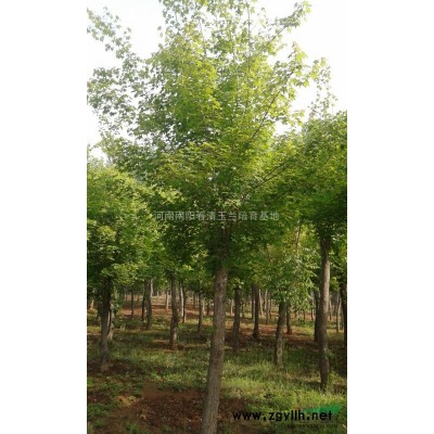 河南地区供应3-60公分红玉兰