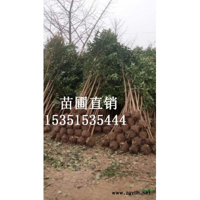 盐城女贞 大叶女贞价格 江苏大叶女贞批发