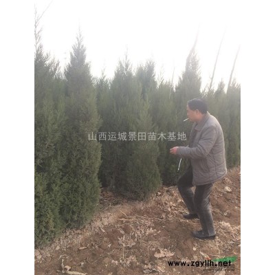 8公分山桃价格·10公分山桃树产地·8公分山桃详情报价