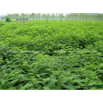 玉簪价格_玉簪图片_玉簪产地_玉簪绿化苗木苗圃基地