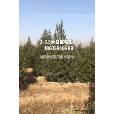 20公分20公分国槐图片·30公分30公分国槐价格·占地国槐