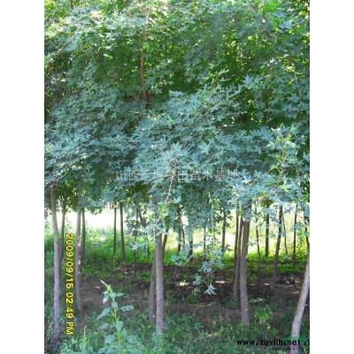 1.2米白皮松1.5米白皮松1.8米白皮松·白皮松价格图片