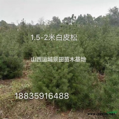 白皮松*新价格·100公分120公分150公分占地白皮松图片