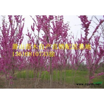 萧山苗木一站式集成服务商：黄金菊/红花继木/迎春/吉祥草玉簪