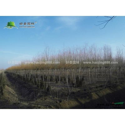紫叶碧桃价格_紫叶碧桃产地_紫叶碧桃绿化苗木苗圃基地