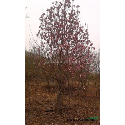 河南地区供应10-50公分木瓜