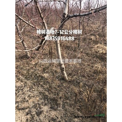 供应山楂树，大规格山楂树地径20公分山楂树25公分山楂树