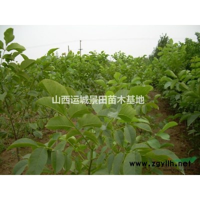 供应流苏，流苏树，8公分流苏树价格10公分流苏树价格