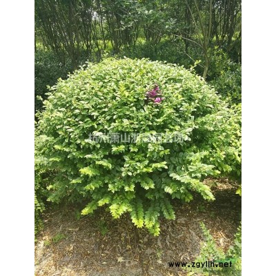 萧山木芙蓉供应