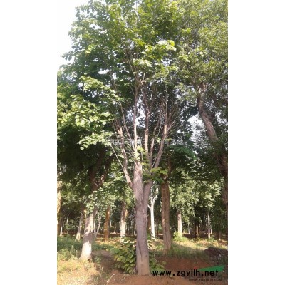 河南南阳供应8-30公分北京栾