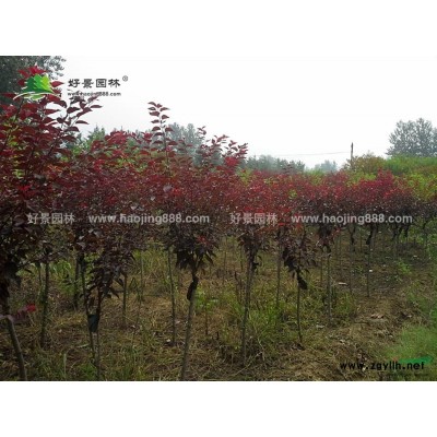 直柳价格_直柳图片_直柳产地_直柳绿化苗木苗圃基地