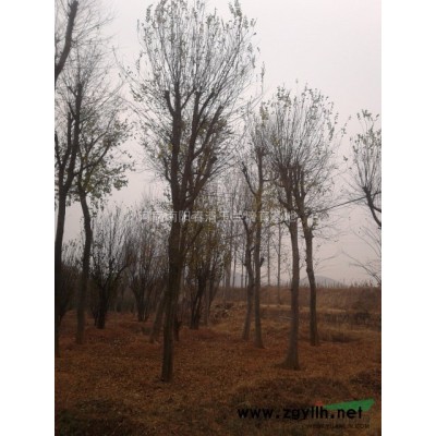 河南地区供应5-50公分红玉兰