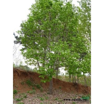 河南地区供应9-50公分木瓜