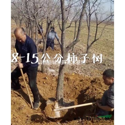 地径3公分红叶李=米径3公分紫叶李价格·双3公分红叶李图片