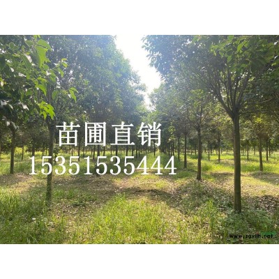 低价大量供应优质大叶女贞