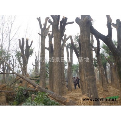 大规格占地山楂树；15-20-25-30公分原生大规格山楂树价格