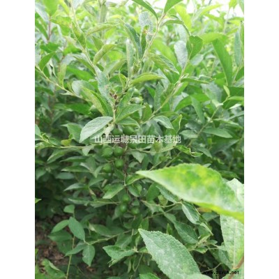 花椒树基地，丛生花椒树，绿篱墙花椒树，无刺花椒树供应