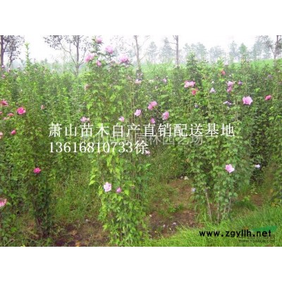 萧山苗木一站式供应链服务商：南天竹.栀子花.金森女贞.水果兰