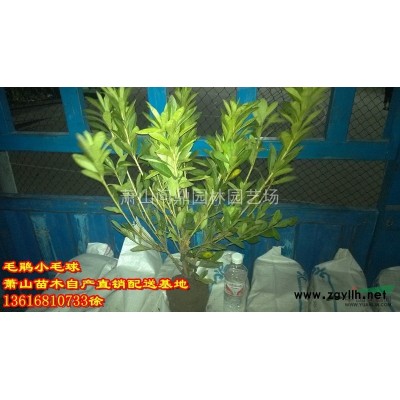 萧山苗木一站式供应链服务商：银姬小蜡/紫薇/木槿/花石榴龙柏