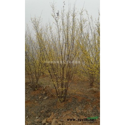 河南白玉兰价格│河南白玉兰种植基地│河南春清玉兰培育基地