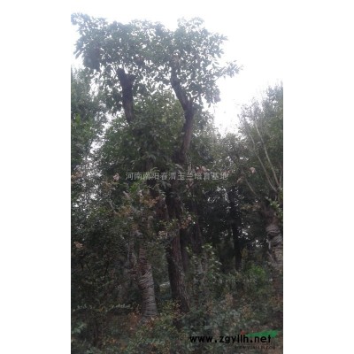 河南地区供应10-35公分红玉兰