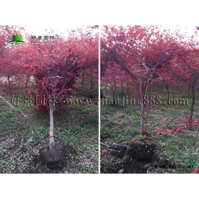 金娃娃萱草价格_金娃娃萱草产地_金娃娃萱草绿化苗木苗圃基地