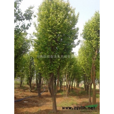 河南地区供应3-40公分木瓜