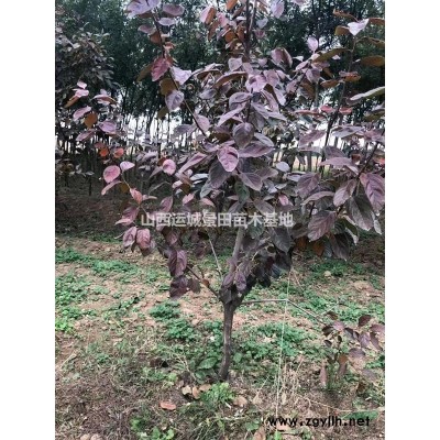 柿子树占地15公分15公分柿子树价格·占地15公分柿子树图片