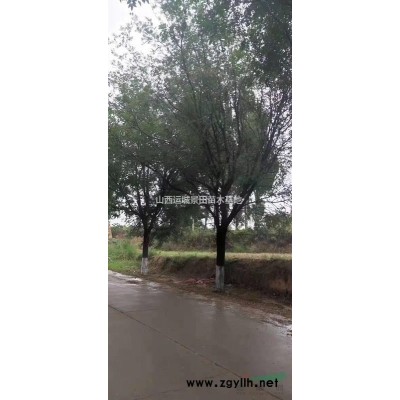 10公分流苏=12公分流苏树价格=13公分流苏树基地价格