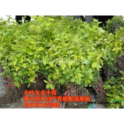 萧山苗木一站式集成供应商：龙柏/会柏/铺地柏/洒金柏水蜡锦带