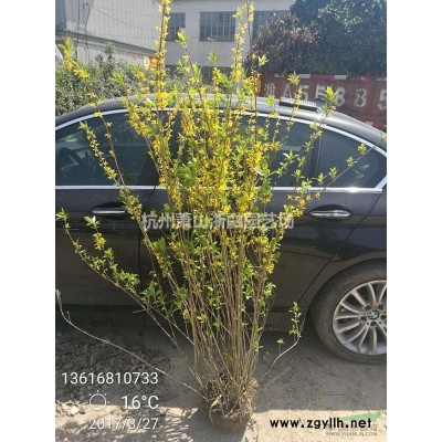 萧山再力花 黄菖蒲 梭鱼草 斑叶茫 马兰/玉带草/荚迷/水葱