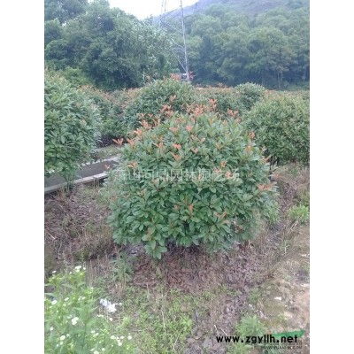 红叶石楠球浙江萧山供应