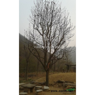 河南南阳供应8-40公分巨紫荆